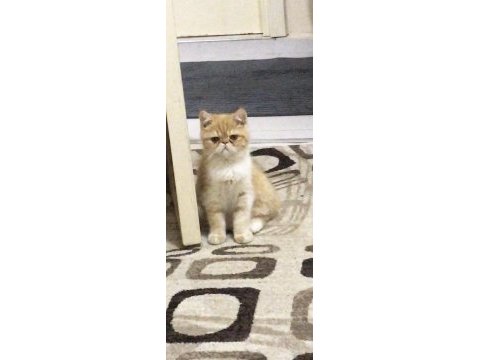 Exotic shorthair 6 aylık