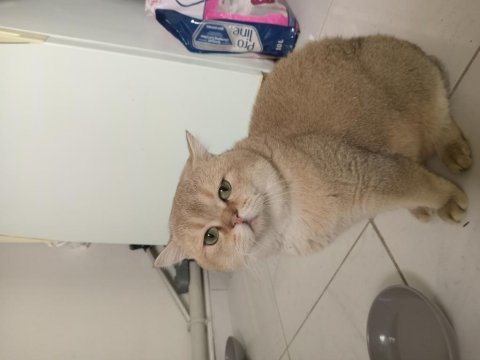 Golden erkek kedimiz