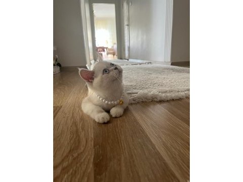 6 aylık aşılı exotic shorthair