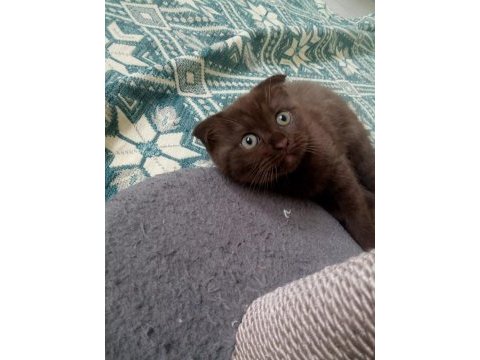 Chocolate point scottish fold
