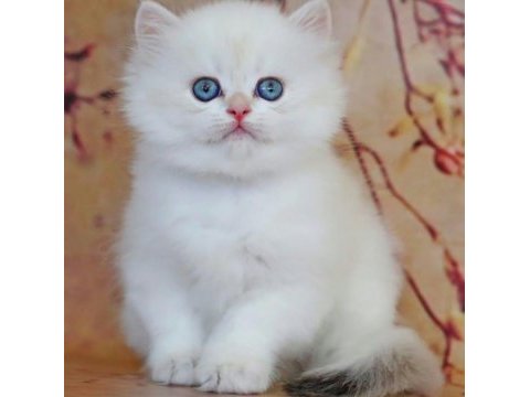 Uzun tüylü mavi göz ns1133 british longhair