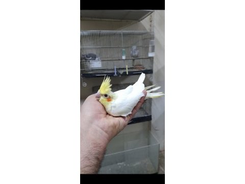 Ele alışık ısırma huyu yok sultan papağanı