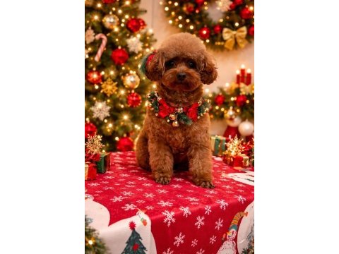 Toy poodle köpeği