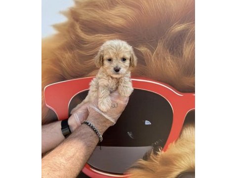 Irk garantili maltipoo yavrularımız