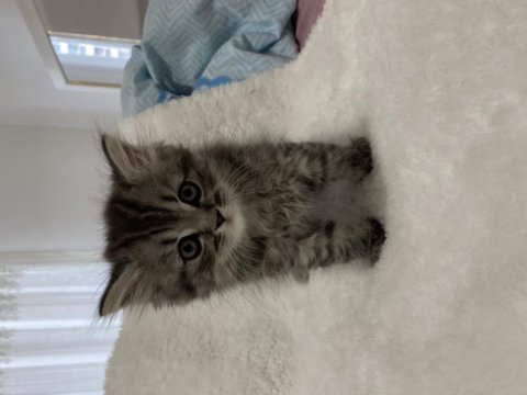 British longhair silver tabby 54 günlük kedimiz