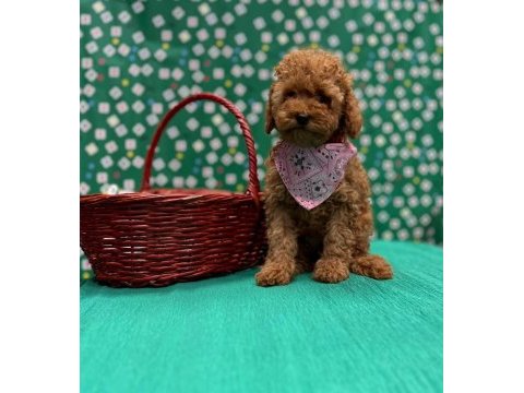 Sevimli toy poodle yavrularımız