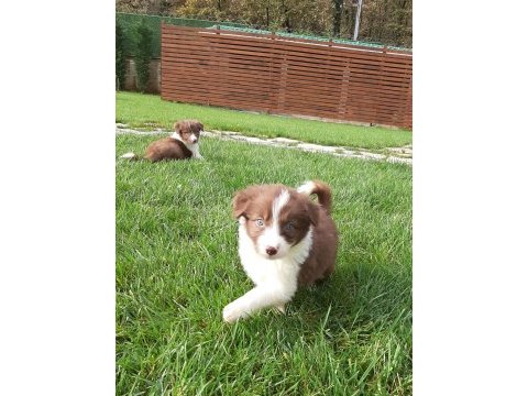 Ruhsatli çiflikten border collie yavruları