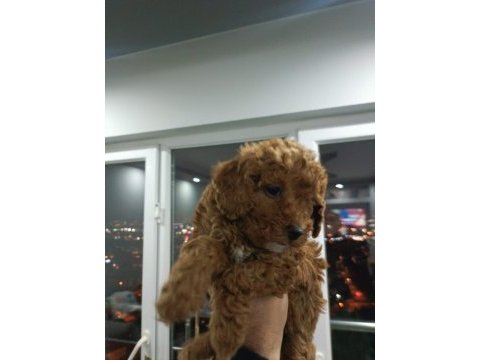 Toy poodle yavruları
