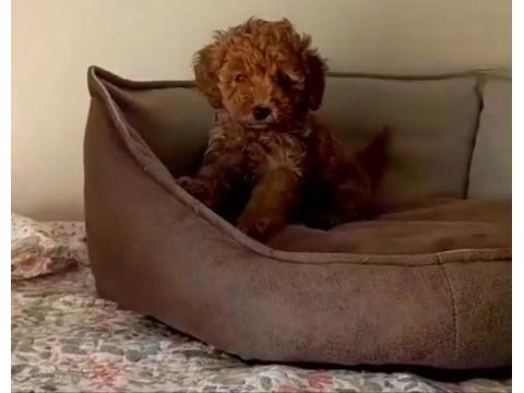 Yakısıklı poodle oğlanlar