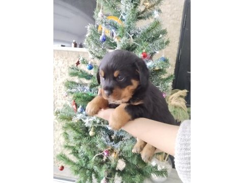İri kafa üst kalite rottweiler yavrular