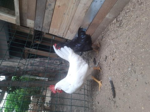 6 aylık genç horozlar (1 beyaz, 2 siyah)