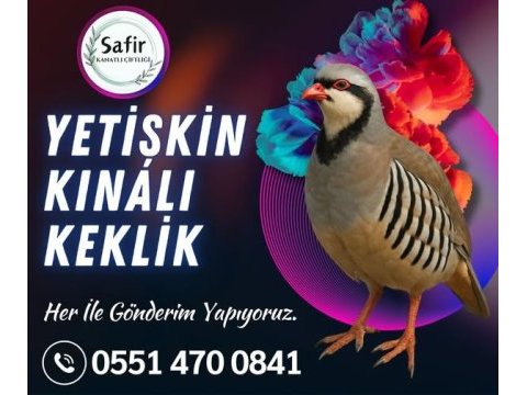 Damızlık keklik
