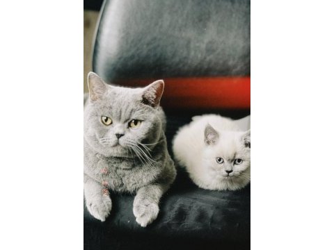 Blue point british shorthair göz bebeğimiz