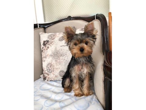 Şecereli yorkshire terrier bebekler