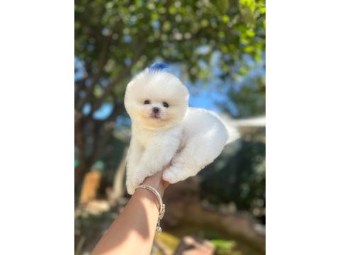 Pomeranian boo yavrumuz 2 aylık
