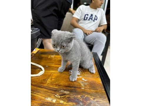 Scottish fold dişi 3 aylık acil
