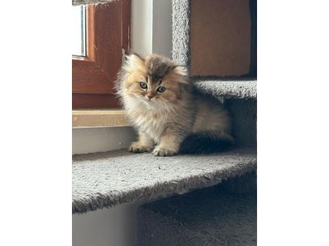 A kalite british longhair yavrularımız