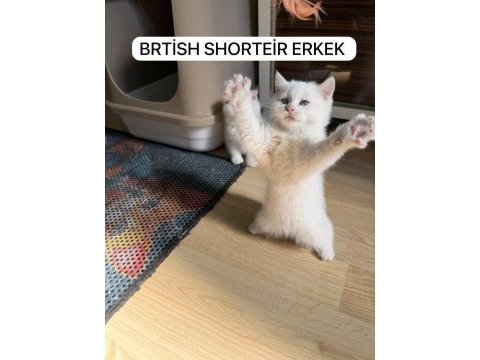 Süt beyaz british paşam hazır