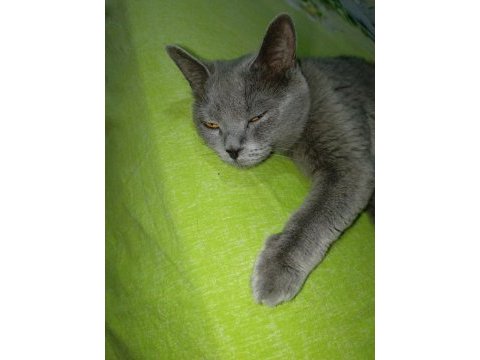 Sahiplendirilecek british shorthair kedimiz