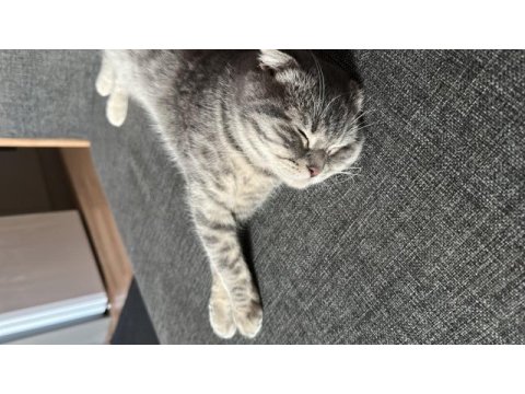 Scottish fold kedimiz marmelat yuvasını arıyor