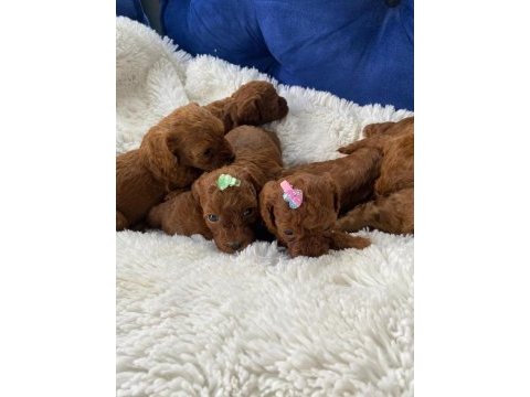 Sağlık ve ırk garantili toy poodle