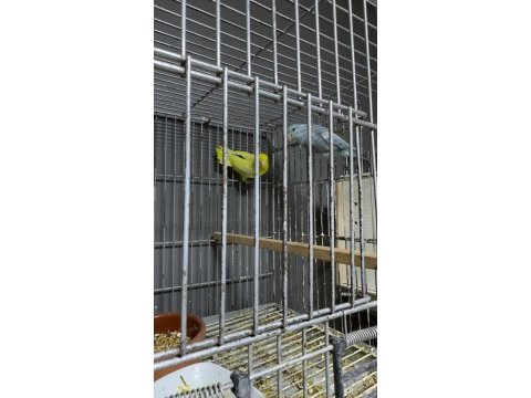Hazır forpus takımları