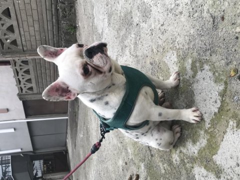 French bulldog 0 burun 0 kuyruk