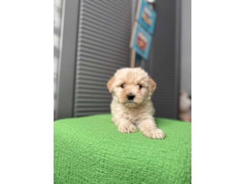 Güzeller güzeli maltipoo