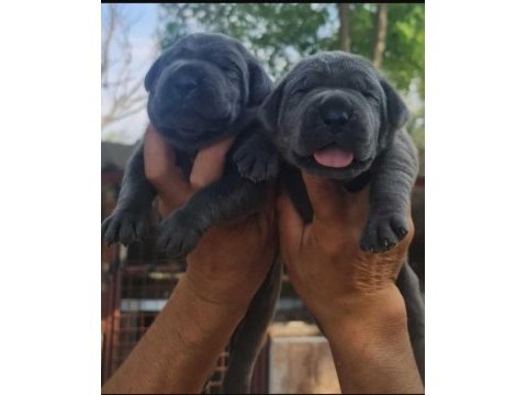Cane corso köpeği