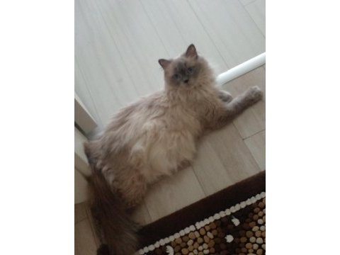 2.5 yaşında british longhair kızımıza yuva arıyoruz
