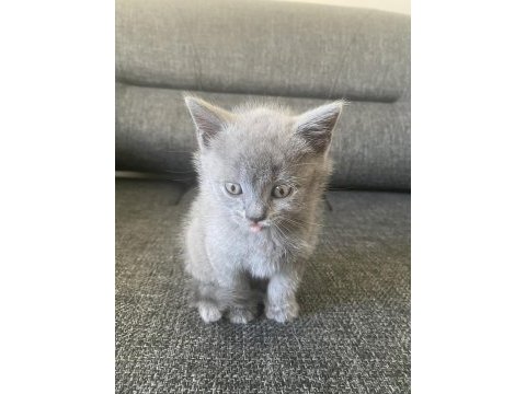 Antalya british shorthair 2 aylık