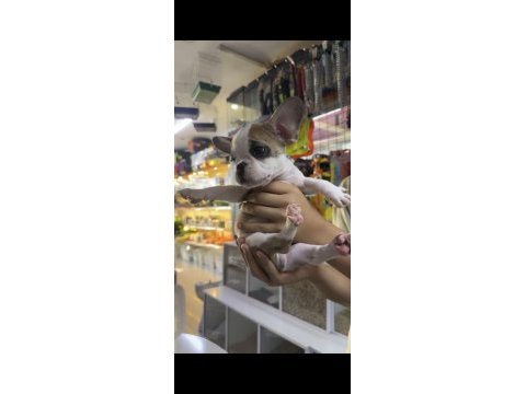 2.5 aylık french bulldog