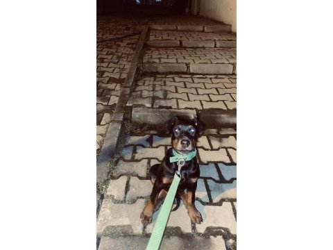 Safkan doberman