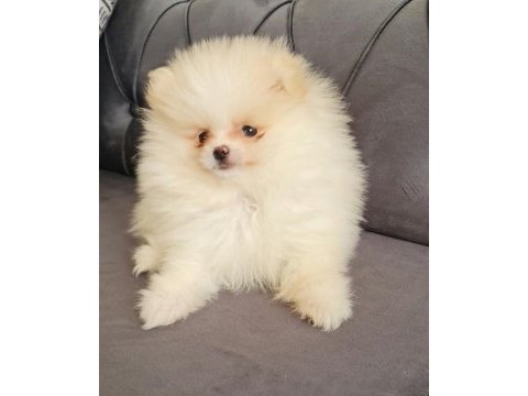 Show kalite pomeranian boo