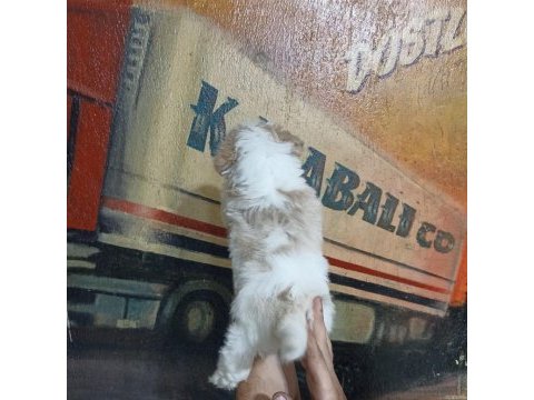 60 günlük dişi morkie