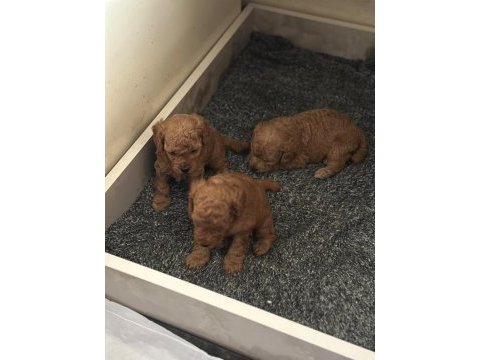 Bakımlı toy poodle bebekler