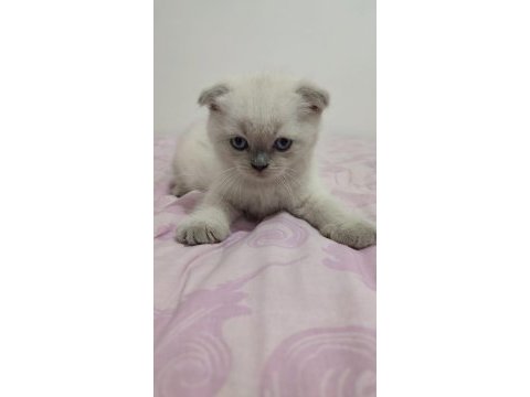 Safkan british shorthair son iki yavrumuz