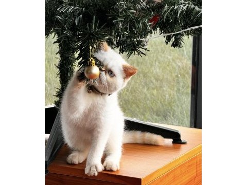 8 aylık çok uysal exotic shorthair