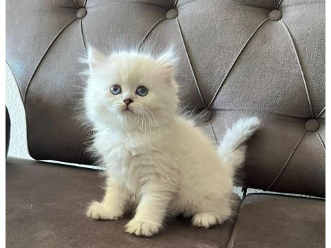 British longhair yavrularım