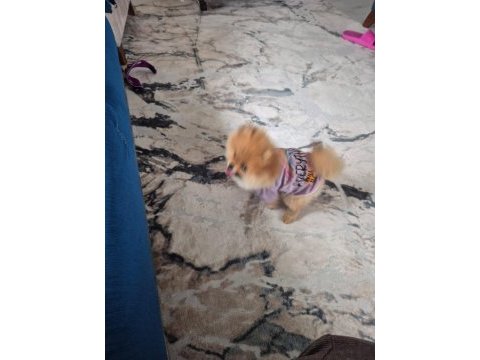 Pomeranian yavrumuz yeni sahibini arıyor