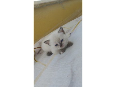 Minik british longhair yavrularım yeni yuvalarını arıyor