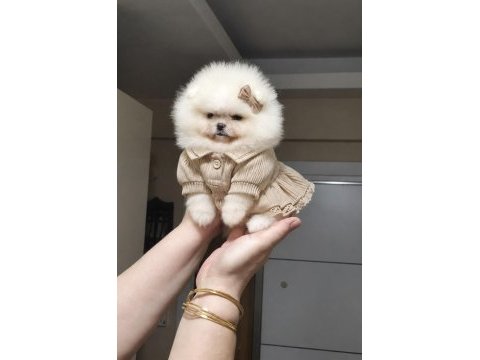 Minik prenses pomeranian boo