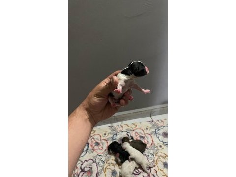 Uyguna 0 numara terrierler dişi ve erkek