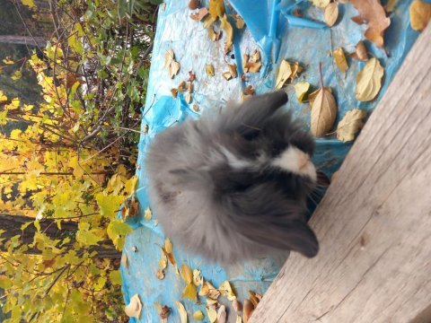 Lop tavşanları