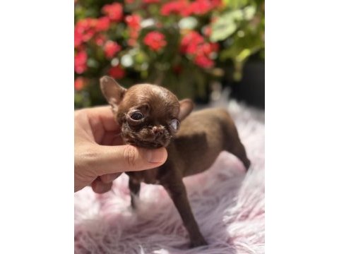 Teacup dişi elma kafa chihuahua