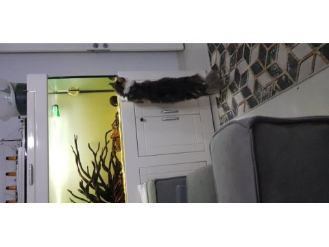 Şecereli main coon çifti