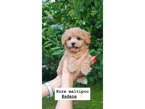 Kore kg garantili maltipoo bebekler