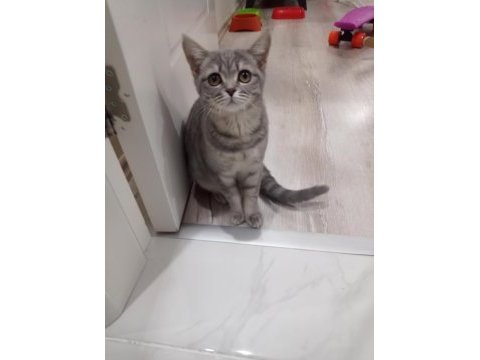 Tertemiz ev kedisi