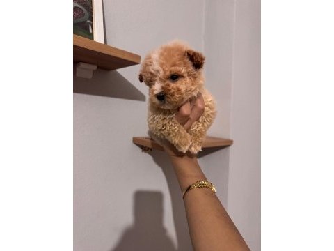 Maltipoo yavrularımız