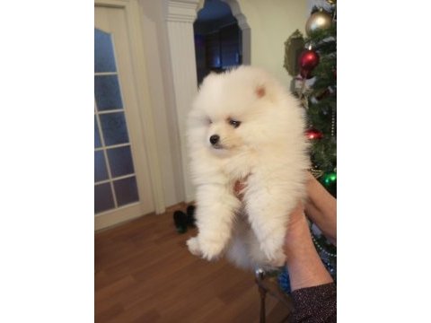 Pomeranian boo